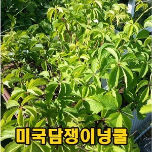 미국담쟁이넝쿨 삽목재배 1년생 10주 묶음, 1개