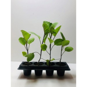가지접목모종 4포기(규격: 32구 큰포트), 1개