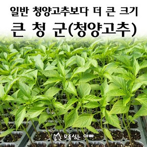 [모종심는아빠] 청양고추의 개량종 큰청군 청양고추 모종, 모종3개, 1개