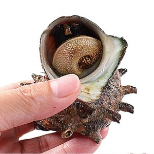 [제주직송] 제주해녀가 직접 채취한 자연산 뿔소라 1(kg) 3(kg), 제주 뿔소라 1kg, 1개