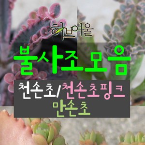 [허브여울] 불사조다육 모음 (천손초/천손초핑크/만손초/모종/묵은둥이/모종) 지름 9~15cm 다육화분, 천손초핑크, 1개