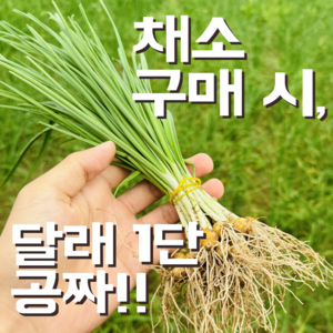 [달콤밥상 어린열무] 물 좋은 철원 산지직송 어린열무, 1개, 어린열무 4kg