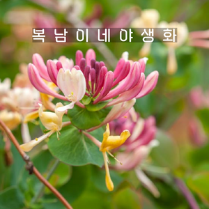 인동덩굴 세로티나 [1포트 복남이네야생화 모종 인동꽃 lonicera], 1개