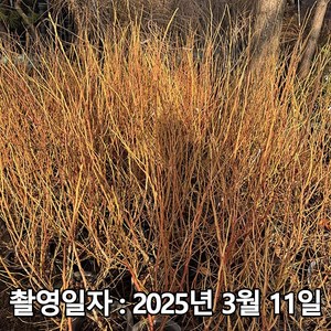 착한가격 나무생각 / 블루베리 / 듀크 / 삽목4년 / 결실주, 1개