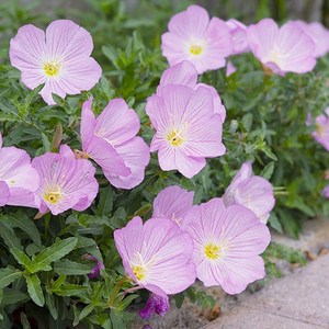 [모야모 꽃씨] 분홍낮달맞이 50립 씨앗, 1개