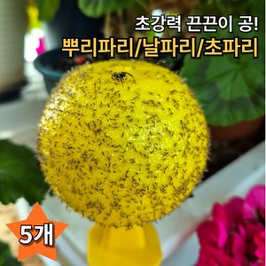 드라마벨류 뿌리파리퇴치 날파리 초파리 트랩, 5개