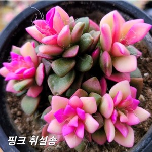 중품 다육이 핑크취설송, 1개