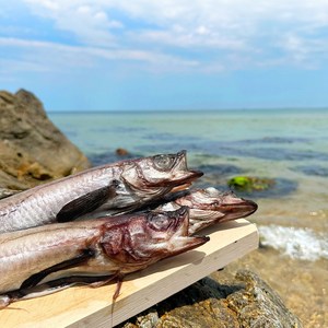 반건조 명태 코다리 마른 명태 진공포장, 1개, 40cm 내외 x 15미