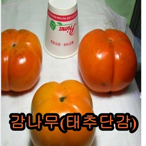 태추단감나무 접목1년특묘 나무 묘목 단감나무, 1개