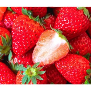 킹스베리 설향 딸기 GAP인증 논산딸기 고당도 최상급 프리미엄 특 왕특 대왕특, 킹스베리 대왕특(400g 이상 5-7과)