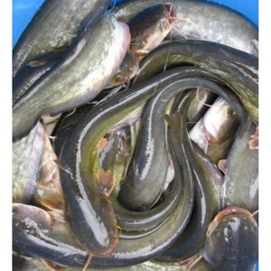 민물고기 매운탕 메기 빠가사리 1인분 재료, 1개