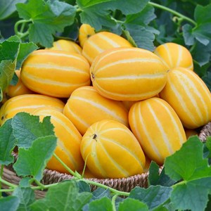 산지직송 고당도 성주 꿀참외 가정용 2.5kg, 1박스, 2.5kg 소과
