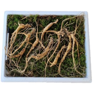 국내산 강원도 횡성 못난이 파지삼 13 15 17년근, 파지삼 15년근 10뿌리