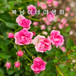 애기분홍찔레 [3포트 복남이네야생화 모종 핑크 초미니찔레장미 ose bie], 3개