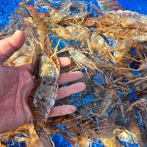 여수아빠다 자연산 활 독도새우 도화새우, 1개, 500g (20미 내외)