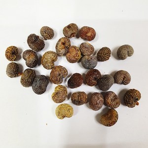 종려나무20g(50립), 1개