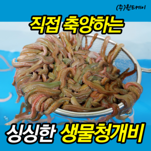 청개비 500g 생물 청 갯지렁이 바다낚시 생미끼, 1개