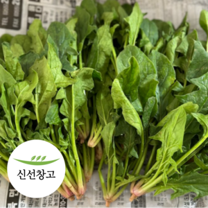 해풍 맞은 청정 남해 노지 시금치, 1박스, 1kg