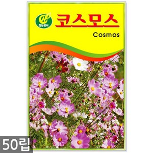 세인화분 코스모스 50립, 1개