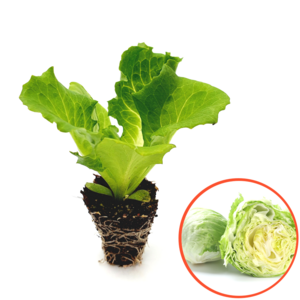 파머씨드 양상추 모종 8개 상추 샐러드, 양상추 8개