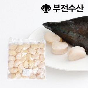 부전수산 냉동 신선한 키조개관자 (개아지살) 1kg 관자 관자구이 관자삼합 관자버터구이 관자찜, 1개, 1kg (11~15개)