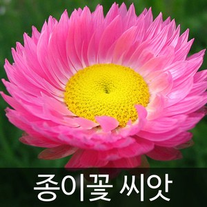 종이꽃 씨앗 로단세 꽃씨 밀짚꽃 씨앗 꽃씨앗 300알, 1개