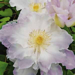 [큐가든] 유럽 클레마티스 모종 배로니카초이스 고급종 겹 꽃 으아리꽃 포트묘, 1개