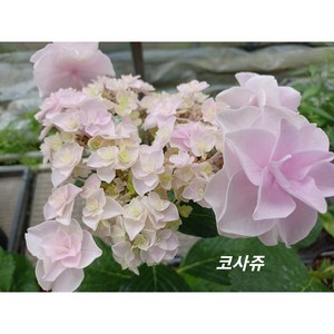 [플라워쇼룸] 수국모종 코사쥬 중품 (15cm포트), 1개
