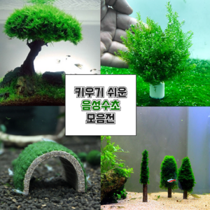키우기 쉬운 어항 모스 음성수초 초보 구피 새우 은신처 놀이터 장식품, 19. 모스동굴, 1개