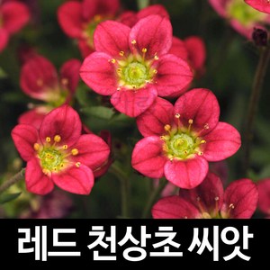 레드 천상초 씨앗 운간초 종자 꽃씨 지피식물 100알, 1개