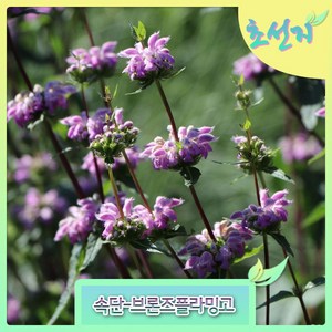 [초선지] 속단 phlomis tubeosa Bonze Flamingo 야생화 정원, 브론즈 플라밍고, 1개