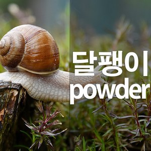 달팽이가루 분말, 300g, 1개, 1개입