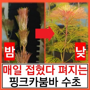 수초하우스) 핑크 카붐바 매일 접었다 펴지는 신기한 수초(초보자용 쉬운 수초), (싸게더많이)10줄기, 1개