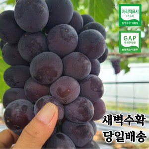 거봉 포도 씨없는 고당도 김천 거봉 [산지직송] 특 등급 1kg 1.5kg 2kg 3kg 4kg, 1개, 1kg (2~3송이)