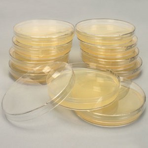 표준한천배지 (PCA)- 1개