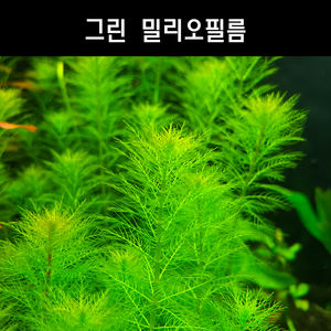 [수초아쿠아] 그린 밀리오필름 / 은신처로, 10촉, 1개