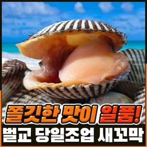 [벌교직송] 살이꽉찬 새꼬막 당일새벽조업, 상품5kg, 1개