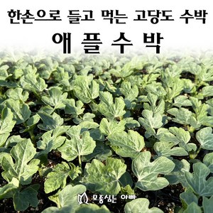 [모종심는아빠] 한손으로 들고 먹는 고당도 애플수박 모종, 1컵, 1개