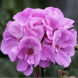 어린모종 조날제라늄 문라이트 비올리누에볼루션 8cm분, 1개