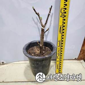 무화과나무 묘목 승정도후인 7치화분 결실주 가림원예조경, 1개