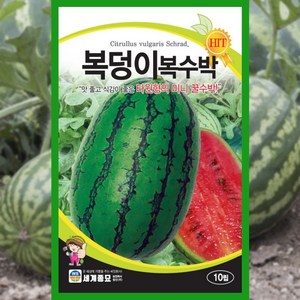 수박 씨앗 10립 복덩이 복수박 미니 꿀수박 종자, 1개