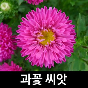 과꽃씨앗 과꽃 씨앗 꽃씨앗 꽃씨 aster seed 1000알, 1개