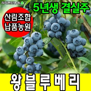 블루베리묘목 5년생 블루베리나무 과일나무, 1개