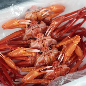!! 연지홍게 !! 선주직송 당일조업 / 신선도 연지홍게 박달홍게 수율보장, 가성비 홍게 3kg (10마리), 1개