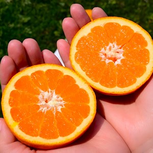 [로얄bix] 꿀과즙폭발 제주 카라향 귤, 1박스, 2kg