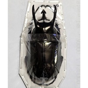 (Chalcosoma atlas keyboh) 아틀라스장수풍뎅이 [D-102] 곤충표본, 60~64mm, 1개