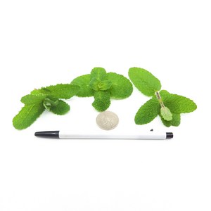 [허브아이] 애플민트 [작은잎], 100g(큰잎), 1개
