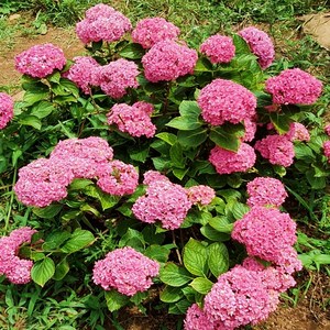 수국묘목, 1개, (수국분홍2년생)