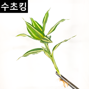 [수초킹] 산드리아, 1촉, 1개