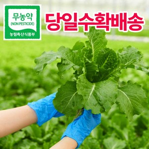 [헤이달다] 유러피안 샐러드(로메인 버터헤드 외 6-8종), 유럽 샐러드 1kg, 1박스